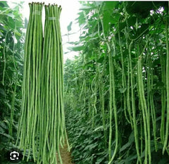 বাংলাদেশি বোরবটি বীজ / Bangladeshi Lubi Uri, Snake Beans, Borboti - 10 Seeds