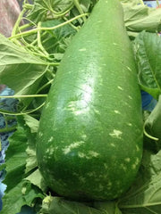 100% Genuine Bangladeshi Vegetable Lau Khodu Pani Kodu Gourd Seeds