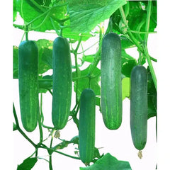 বাংলাদেশি হাইব্রিড শসা / Hybrid Sosa 10Seeds / Shosha শশা , খিরা