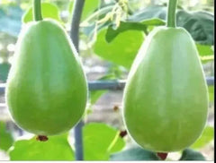 বাংলাদেশী লাউ, গোল পানি কদু, লাউ, দুদি , Round Gourd, Pani Kodu, Doodhi, Lau,