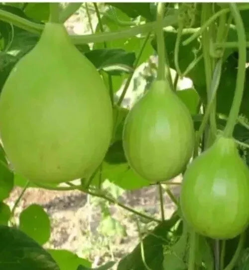 বাংলাদেশী লাউ, গোল পানি কদু, লাউ, দুদি , Round Gourd, Pani Kodu, Doodhi, Lau,