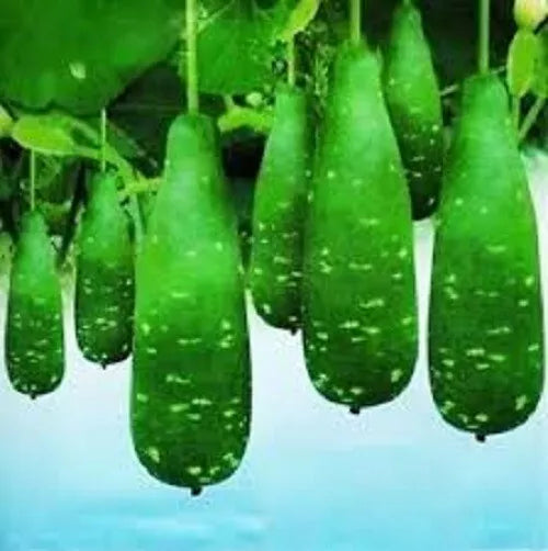 বাংলাদেশী লাউ এর 5টি সেরা বীজ / Bangladeshi Lau 100% HIgh Quality 5 Seeds - UK