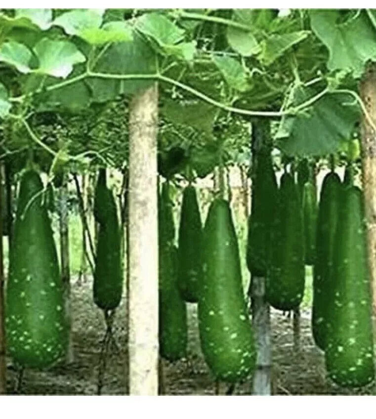 বাংলাদেশী লাউ এর 5টি সেরা বীজ / Bangladeshi Lau 100% HIgh Quality 5 Seeds - UK