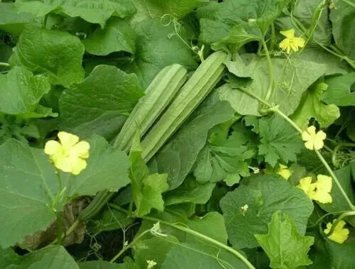 বাংলাদেশি জিঙ্গা  বীজ , Ridge Gourd, Jinga, Tori,  bangladeshi  Zinga  10 seeds